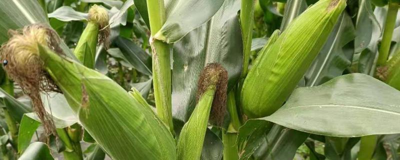 DC504玉米种子特征特性，放赤眼蜂防治玉米螟虫