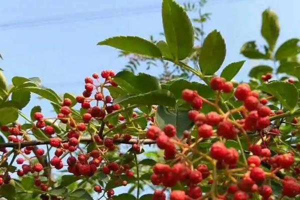 花椒树的种植方式，嫁接通常采用芽接和枝接