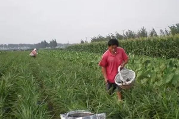 有机肥未腐熟出现气害怎么办，不应再使用发酵腐熟剂