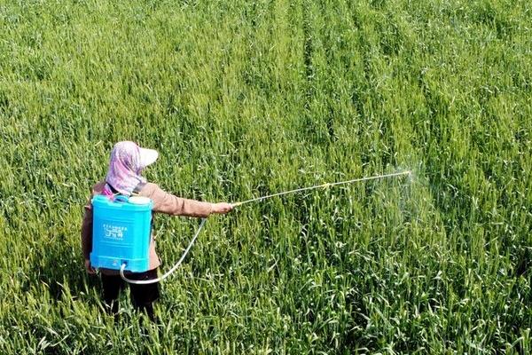 防除博落回可用什么除草剂，草甘膦、草铵膦、苯甲酸类除草剂等