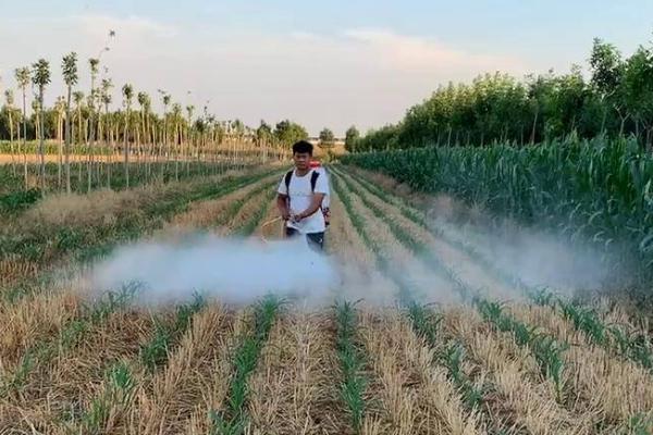 防除博落回可用什么除草剂，草甘膦、草铵膦、苯甲酸类除草剂等