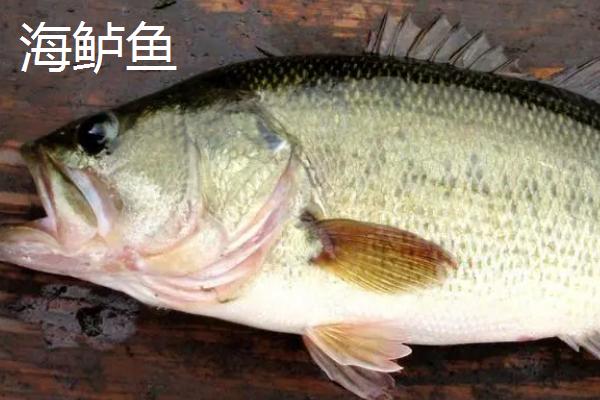 海鲈鱼和淡水鲈鱼有什么区别，海鲈鱼身体粗长、淡水鲈鱼呈纺锤形