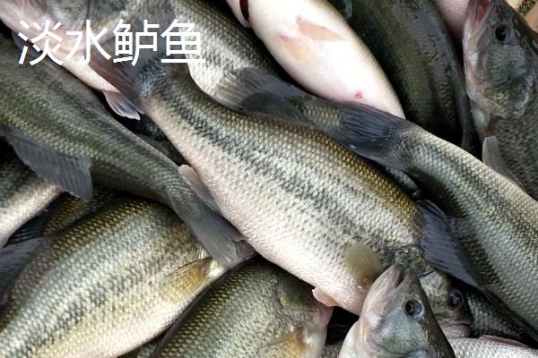 海鲈鱼和淡水鲈鱼有什么区别，海鲈鱼身体粗长、淡水鲈鱼呈纺锤形