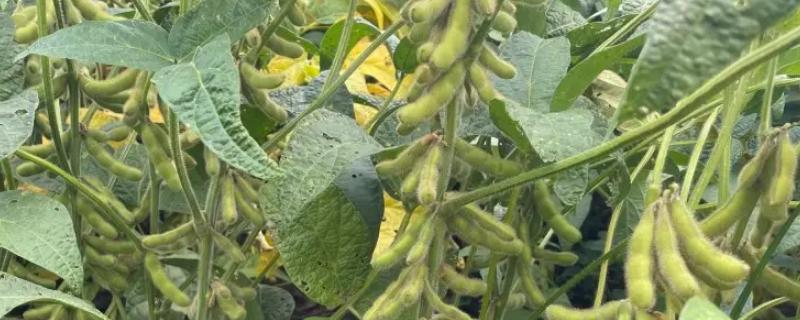 铁豆101大豆品种的特性，生育期间加强管理