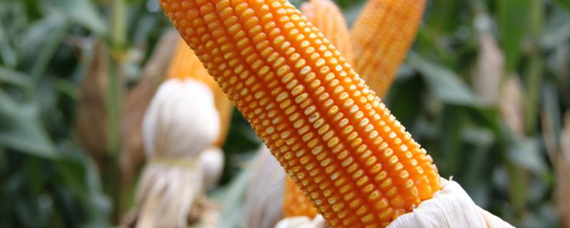 垦吉28玉米种子介绍，4月下旬至5月上旬播种
