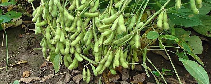 雁育豆8号大豆品种的特性，早熟品种