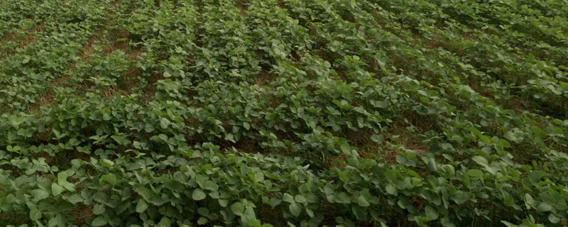 黑农芽豆2号大豆品种简介，选择中等以上肥力地块种植