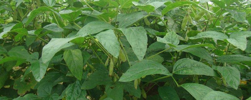 黑科77号大豆种简介，该品种为亚限结荚习性