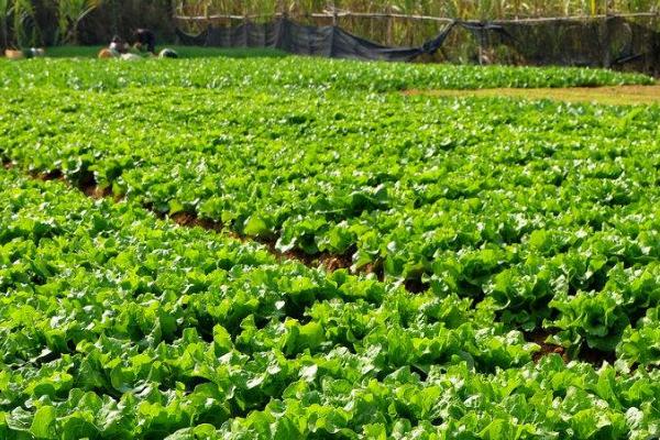 种过大蒜的地块适合种哪些蔬菜，可种植辣椒、茄子等品种