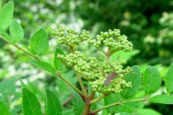 果粒大的花椒品种有哪些，常见的有红狮子花椒、凤椒、金阳青花椒等