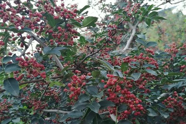 果粒大的花椒品种有哪些，常见的有红狮子花椒、凤椒、金阳青花椒等