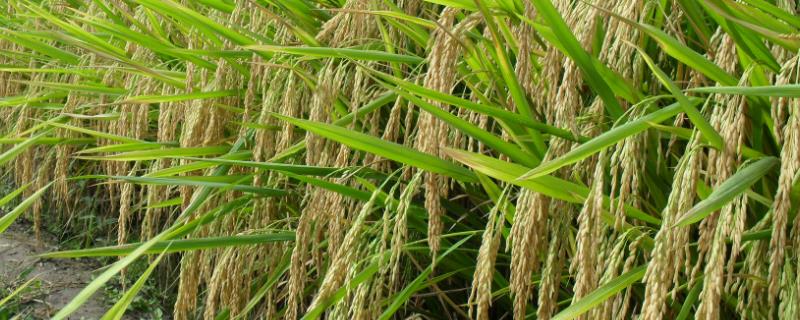 扬粳708水稻种子特征特性，每亩有效穗数20.8万穗