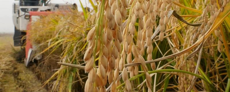 苏研318水稻品种的特性，肥力较差的田块栽2万穴左右