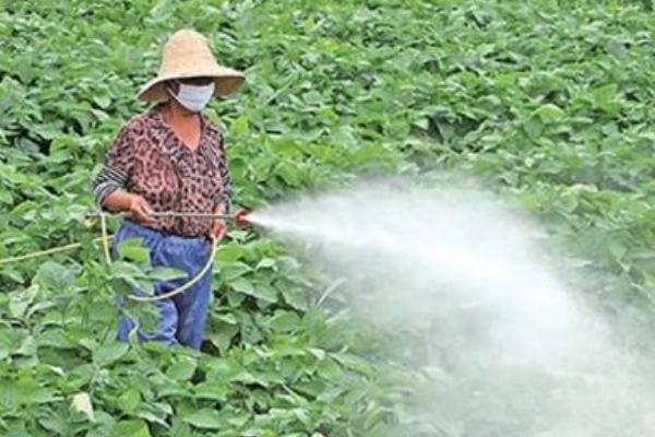 大豆田除草剂的残留时间，取决于药物的类型