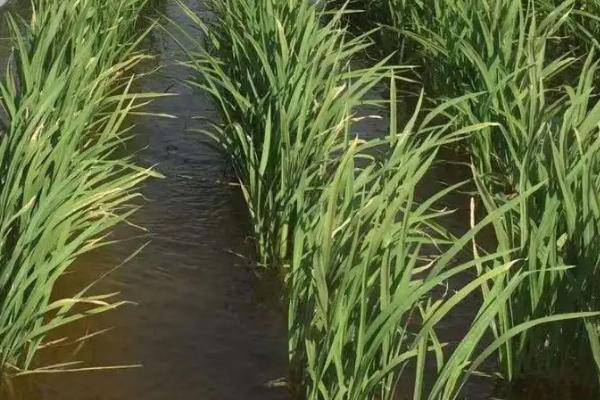 荣3优1002水稻种子特点，高抗稻瘟病