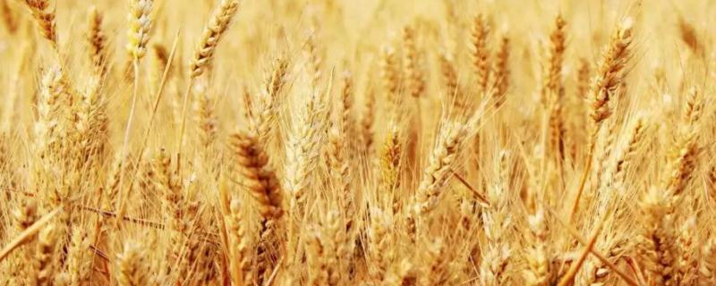 菏麦25小麦品种简介，每亩基本苗15～18万
