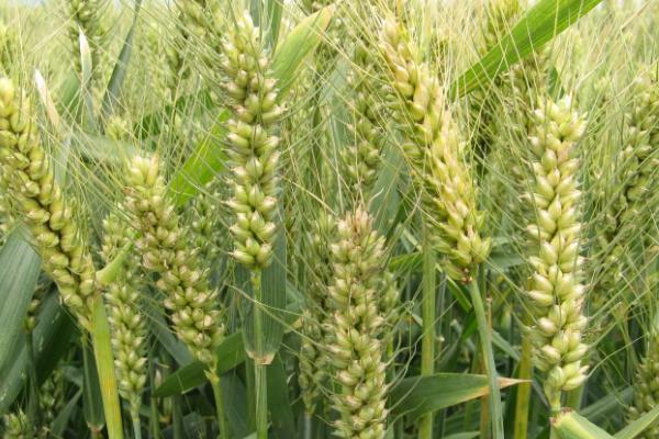鑫麦807小麦种子特征特性，适宜播期10月5～20日