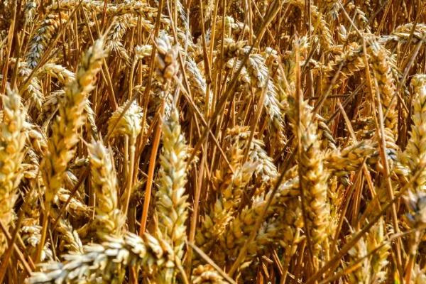 鑫麦807小麦种子特征特性，适宜播期10月5～20日