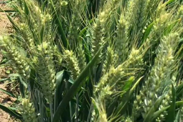 秋乐168小麦种子特征特性，每亩适宜基本苗16～20万