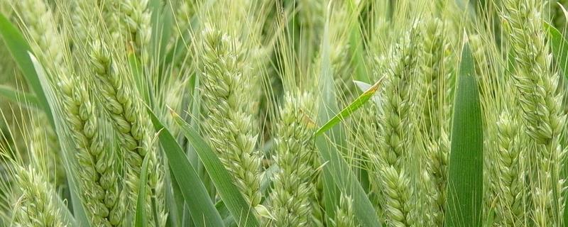 鑫地丰168小麦种子特征特性，半冬性品种