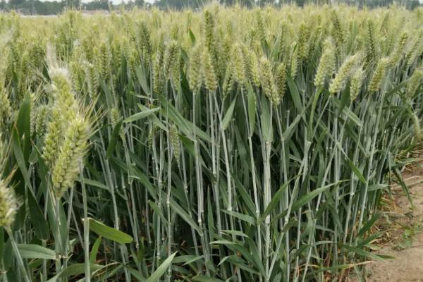 秋乐168小麦种子特征特性，每亩适宜基本苗16～20万