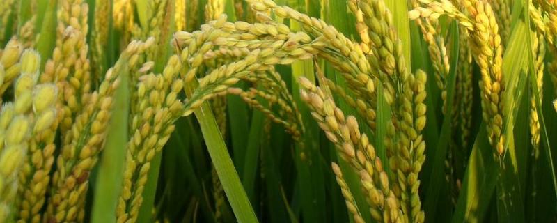 隆两优1301水稻种简介，全生育期136.4天