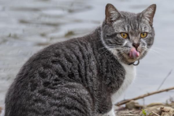 猫咪绝育前的准备工作，先确保不处于发情期