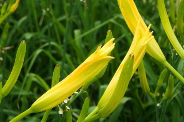 金针菜的别称，又叫金菜、南菜、黄花菜等