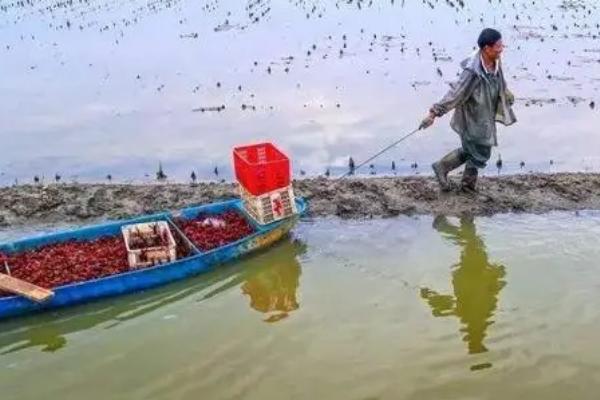 哪里有龙虾养殖基地，湖南、重庆、上海等地都有