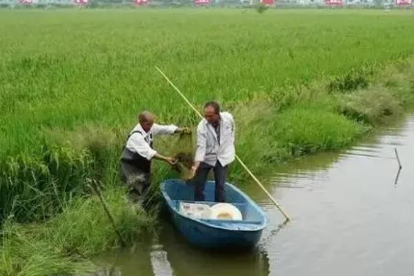 哪里有龙虾养殖基地，湖南、重庆、上海等地都有