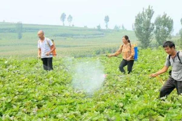 红薯什么时候可以用二甲戊灵，在移栽缓苗后、播种后出苗前均可使用