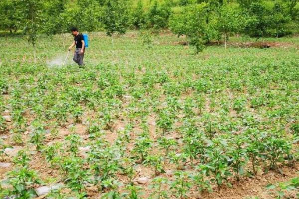 辣椒的种植技术，播种期为3-7月份