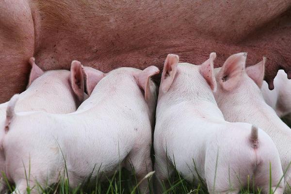 母猪咬小猪是什么原因，一般由于初产母猪首次生产没有相关经验
