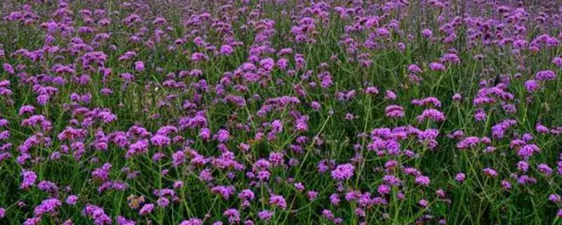 马鞭草什么时候开花，一般在夏季6月份开花