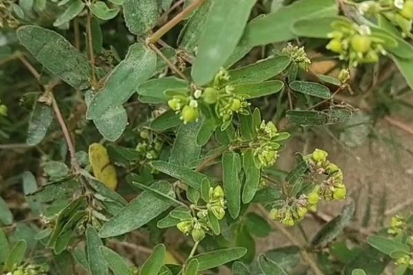 折断有白色乳汁的植物有哪些，常见的有通奶草、鹅绒藤等