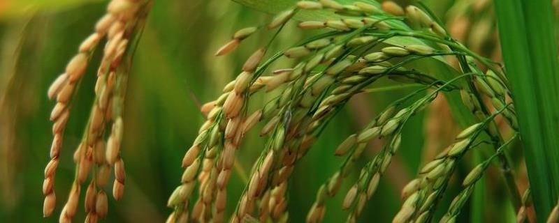 丽香优558水稻品种的特性，全生育期早稻116.8天