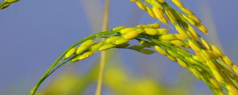 荃9优2117水稻品种简介，综合防治病虫害