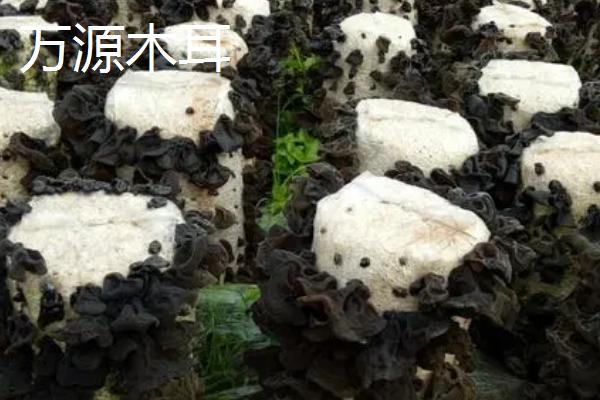 四川省万源市的特产，红豆腐是当地土特产品