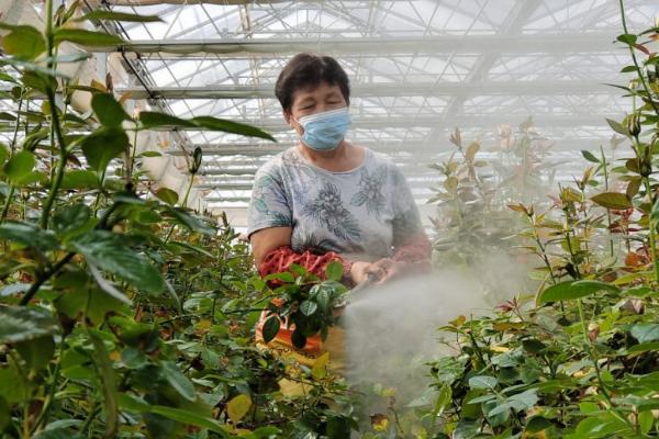 磷酸二氢钾对花卉作用，可促进花卉根际微生物菌群生长繁殖