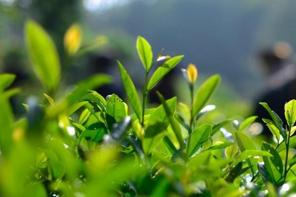 茶树是不是蜜源植物，属于蜜源植物