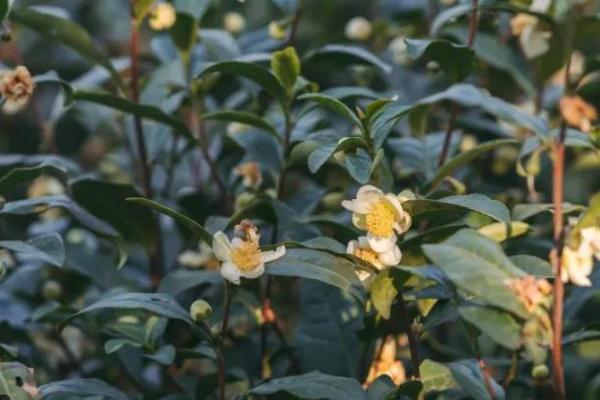 茶树是不是蜜源植物，属于蜜源植物