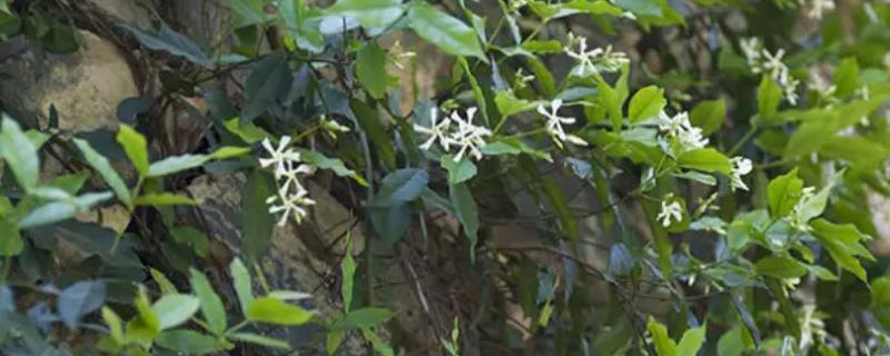 有哪些喜阴可常年开花的爬藤植物，包括络石藤、球兰等品种