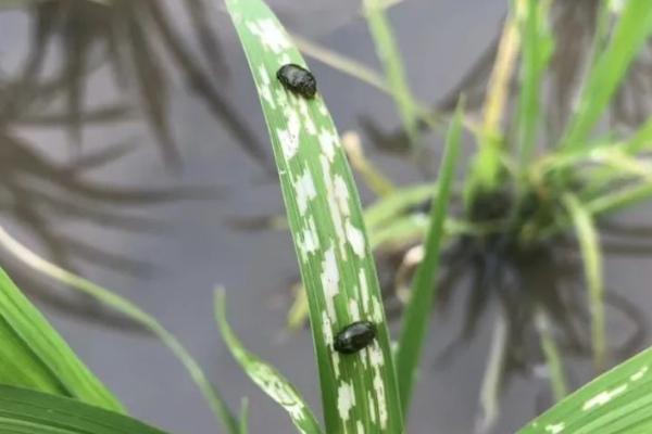 怎么防治水稻负泥虫，清除杂草可灭杀越冬成虫