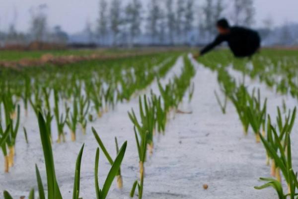 大蒜的种植方法，常采用沟播法