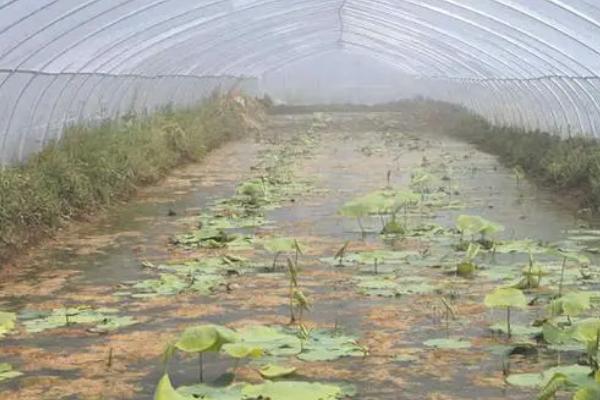 莲藕浅水定向种植方法，平斜栽植、栽后保持3-5厘米的浅水层