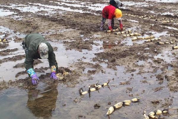 莲藕浅水定向种植方法，平斜栽植、栽后保持3-5厘米的浅水层