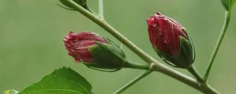 木槿的花骨朵尚未开放就掉落怎么办，可采取控制浇水、增加光照和养分等措施