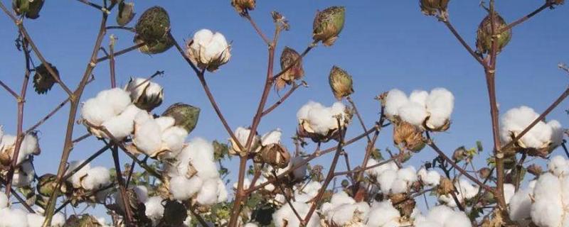 惠远1401棉花种子特点，非转基因早熟常规品种