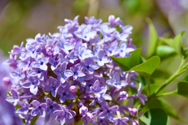 丁香花如何栽培，以光照充足处养护为宜