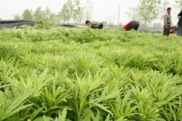 芦蒿的种植技术，在肥沃的沙壤土地种植为佳